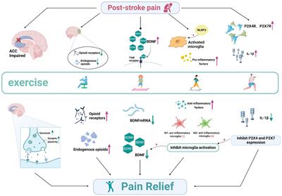 The effect and mechanism of exercise for post-stroke pain